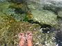 0060 Restonica